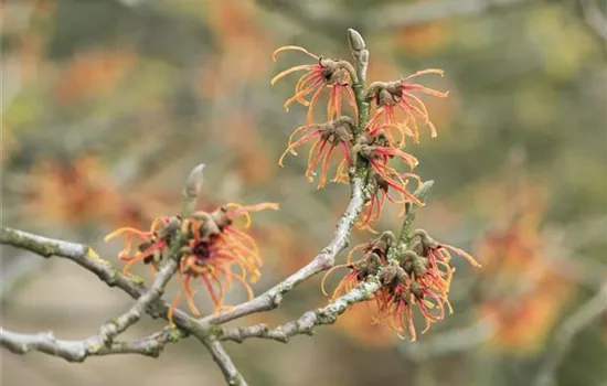 Hamamelis interm.'Jelena'