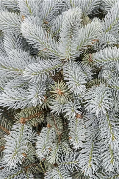 Picea pungens 'Glauca Globosa'