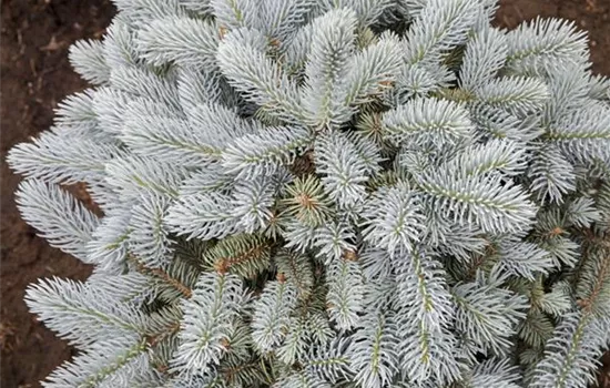 Picea pungens 'Glauca Globosa'