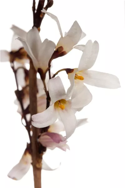 Abeliophyllum distichum