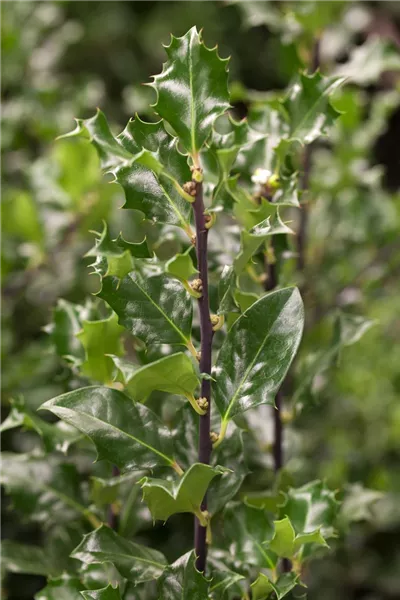 Ilex meserveae 'Blue Angel'