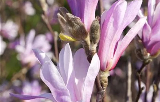 Magnolia liliiflora 'Susan'