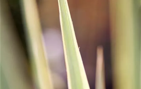 Yucca filamentosa 'Bright Edge'