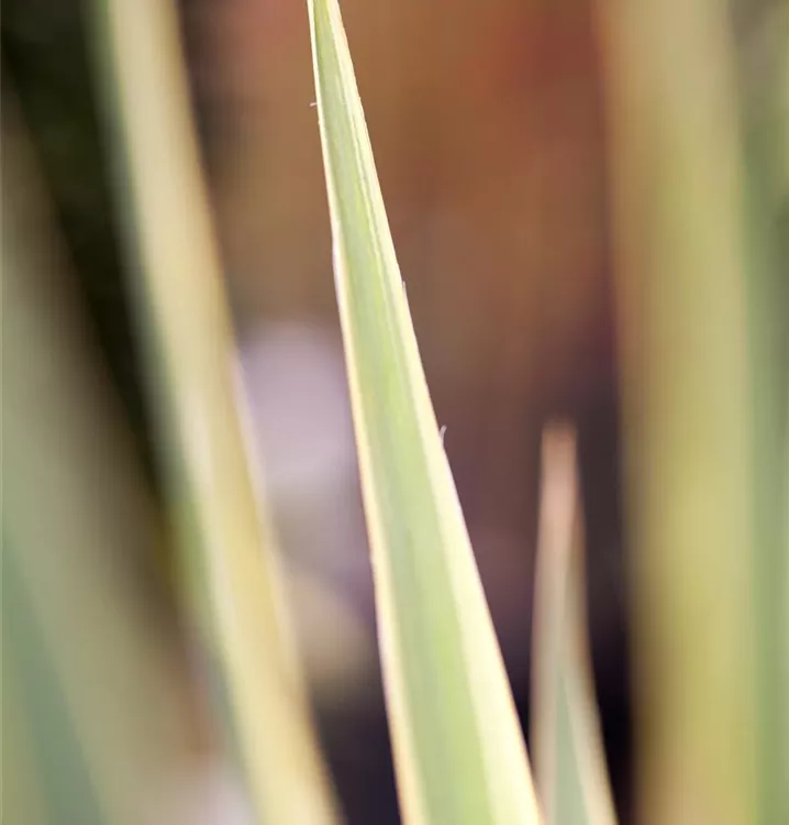 Yucca filamentosa 'Bright Edge'