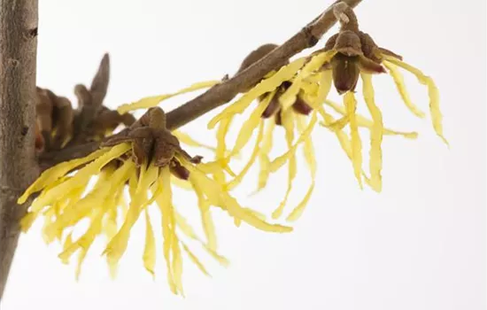 Hamamelis interm.'Pallida'