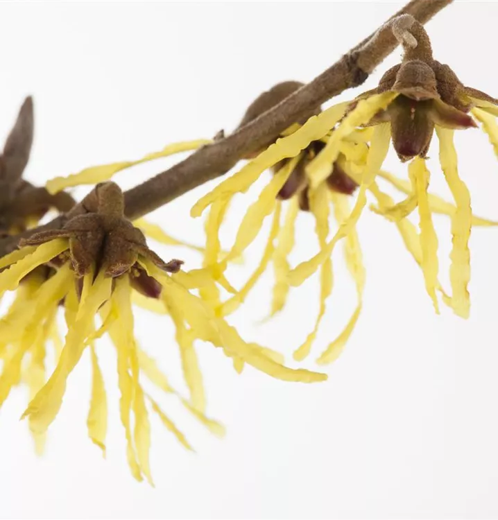 Hamamelis interm.'Pallida'