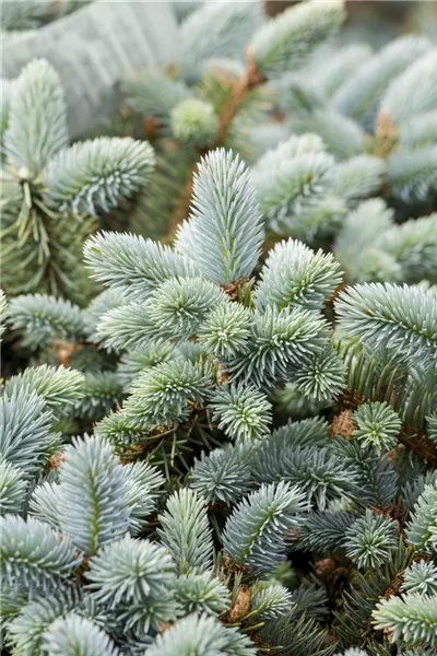 Picea pungens glauca