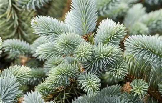 Picea pungens glauca