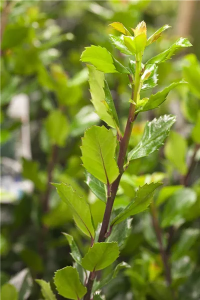 Ilex meserveae 'Blue Prince'