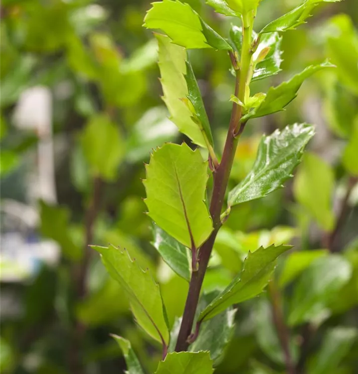 Ilex meserveae 'Blue Prince'