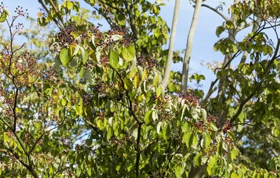 Cornus sanguinea