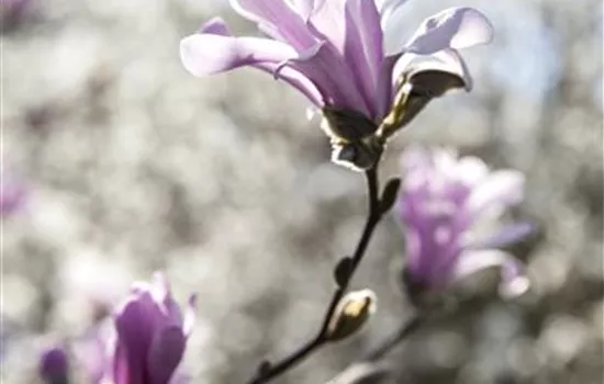 Magnolia loebneri 'Leonard Messel'