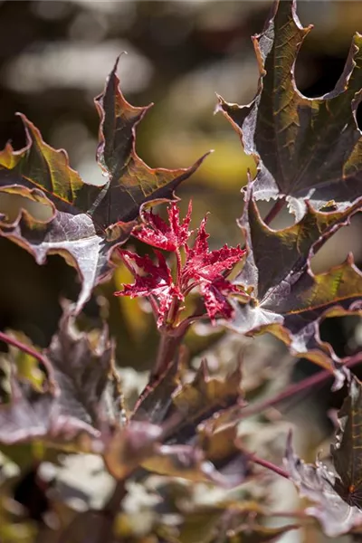 Acer platanoides 'Faassen's Black'