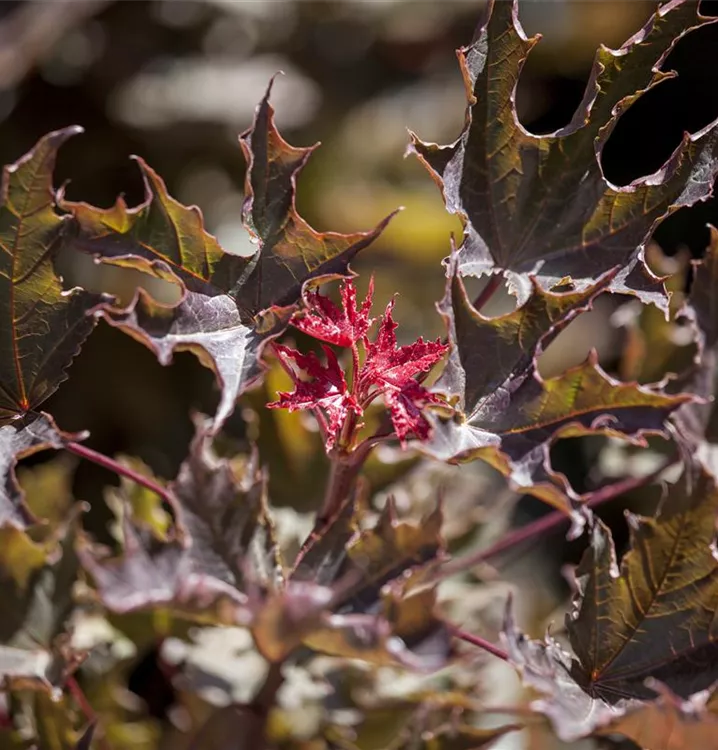 rotlaubiger Spitzahorn 'Faassen's Black'