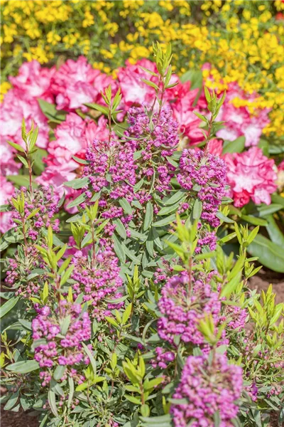 Kalmia angustifolia 'Rubra'