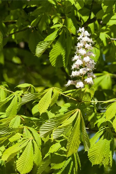 Aesculus hippocastanum 'Baumannii'