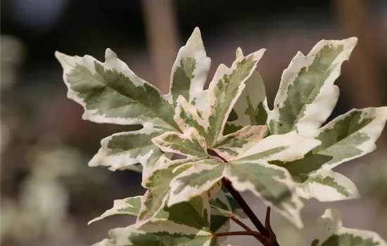 Acer campestre 'Carnival'