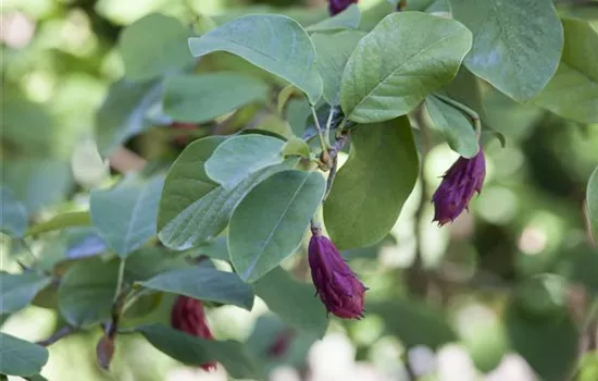 Magnolia sieboldii