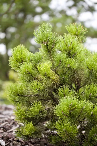 Pinus mugo