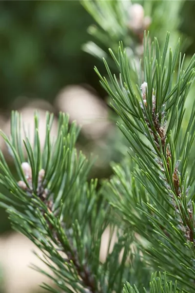 Pinus mugo 'Gnom'