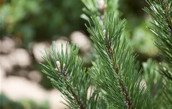 Pinus mugo 'Gnom'