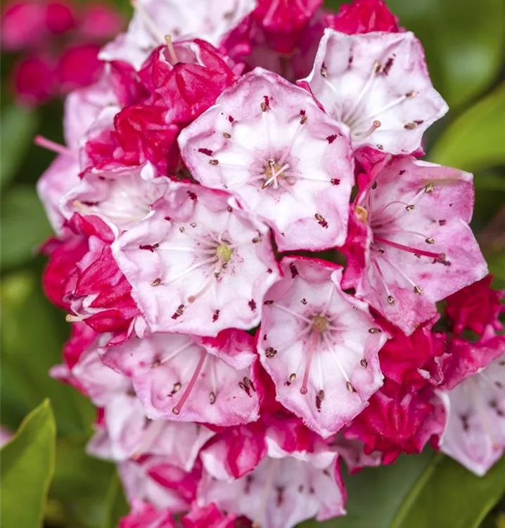 Kalmia latifolia 'Ostbo Red'