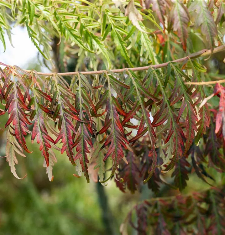 Rhus typhina 'Tiger Eyes'