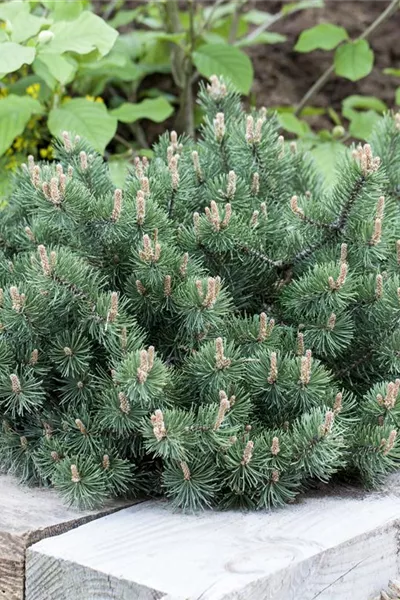 Pinus mugo 'Humpy'