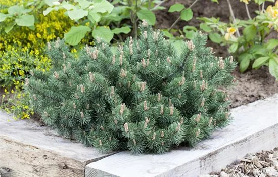 Pinus mugo 'Humpy'