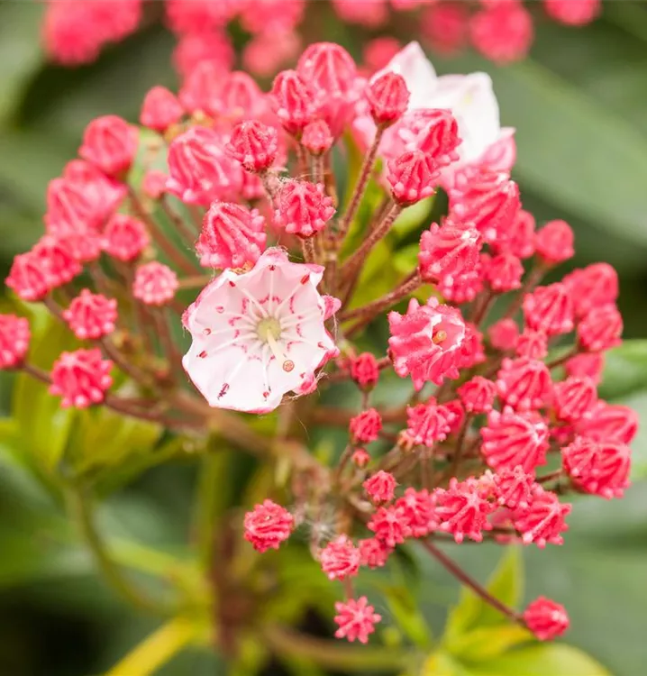 Kalmia latifolia 'Peppermint'