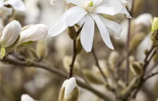 Magnolia stellata 'Royal Star'