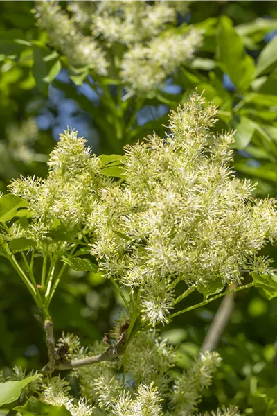 Fraxinus ornus 'Mecsek'