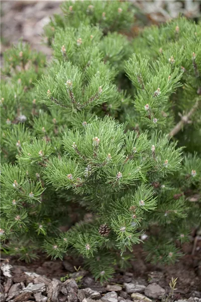 Pinus mugo 'Laurin'