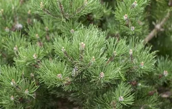 Pinus mugo 'Laurin'