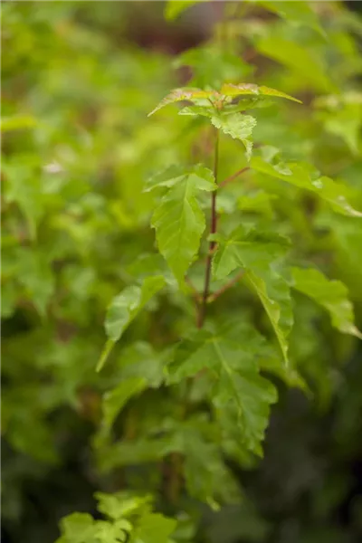 Acer ginnala