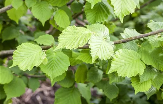 Corylus avellana