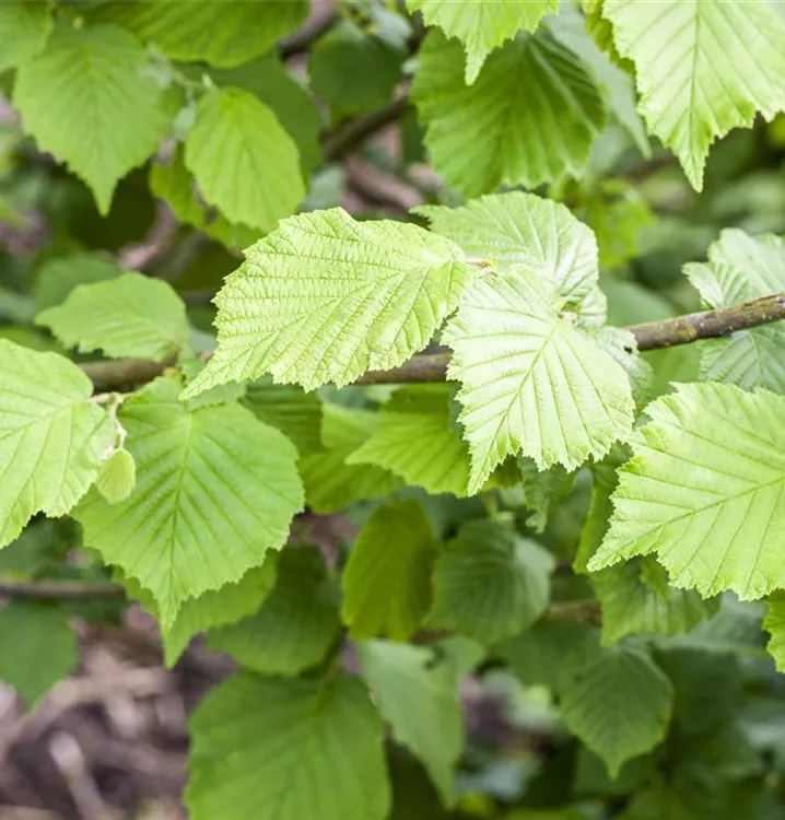 Corylus avellana