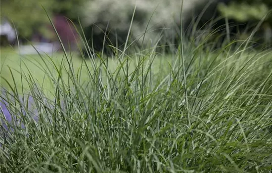 Deschampsia cespitosa