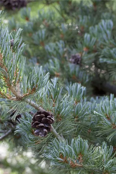 Pinus parviflora 'Glauca'