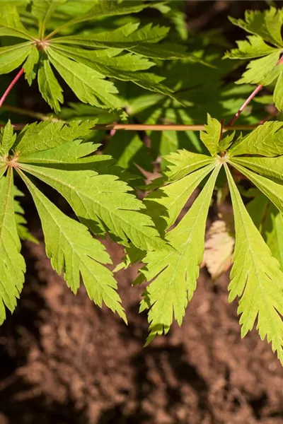 Acer japonicum 'Aconitifolium'