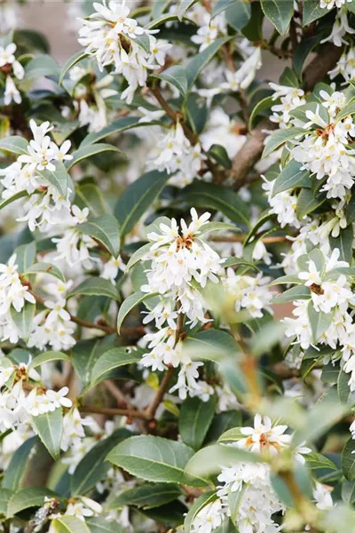 Osmanthus burkwoodii