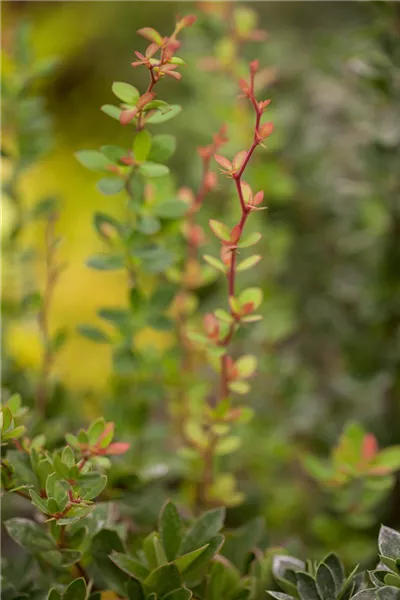 Berberis buxifolia 'Nana'