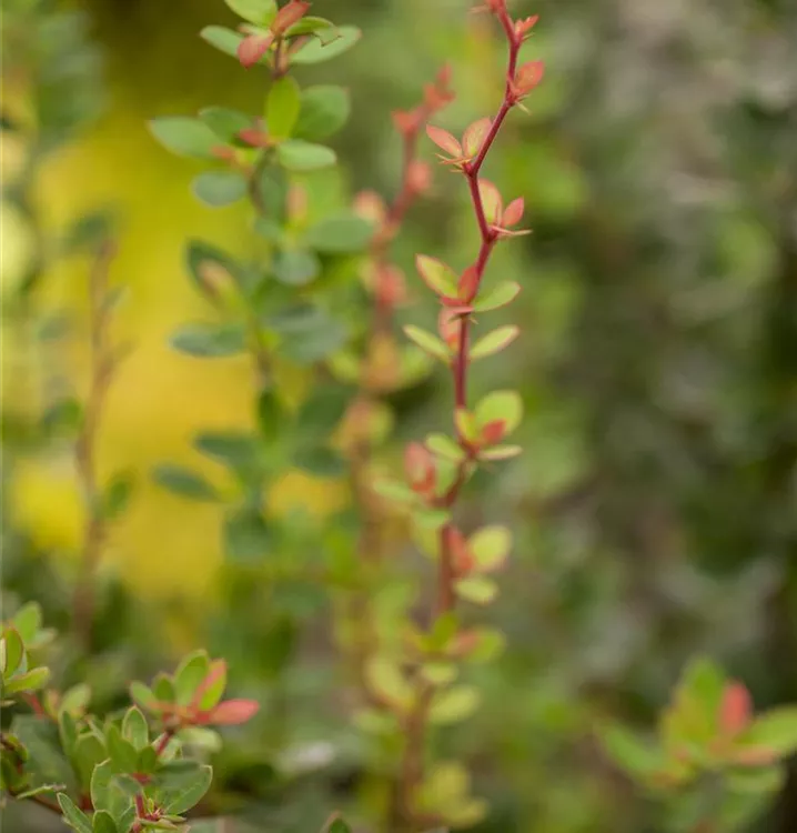 Berberis buxifolia 'Nana'