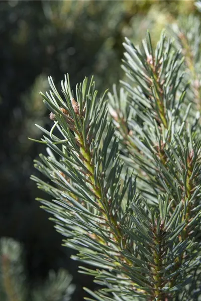 Pinus sylvestris 'Watereri'