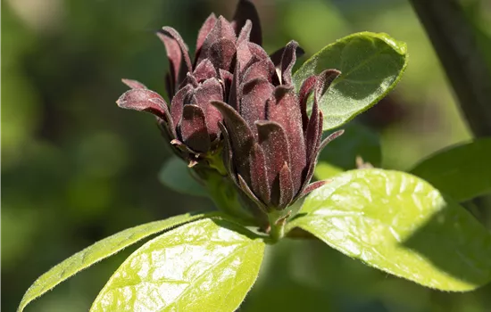 Calycanthus floridus