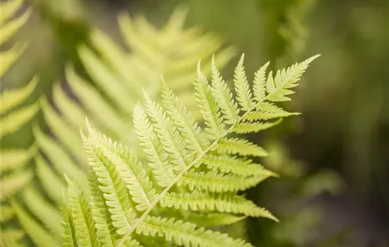 Dryopteris affinis