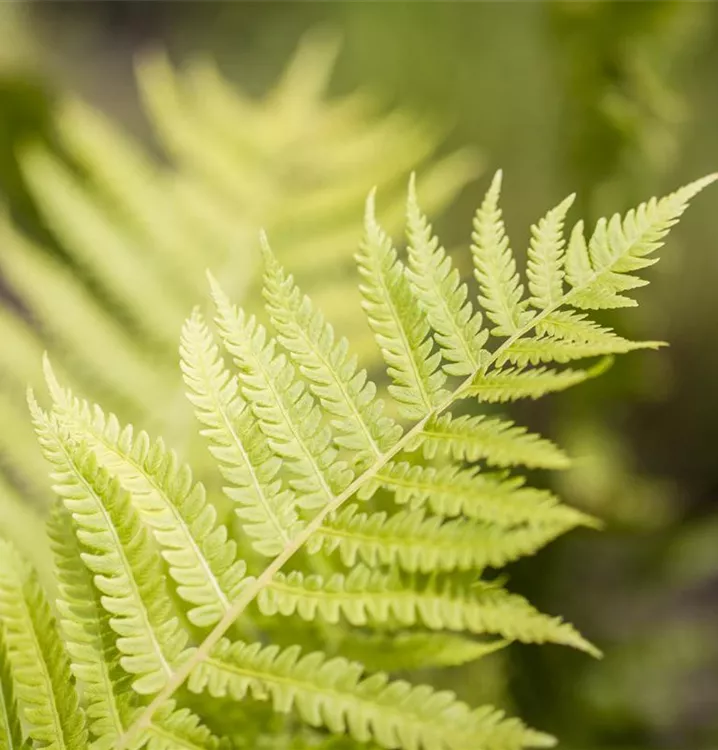 Dryopteris affinis