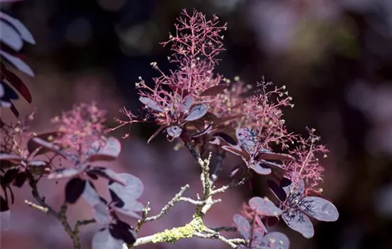 Cotinus coggygria 'Lila'