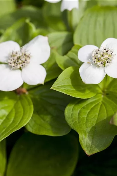 Cornus canadensis