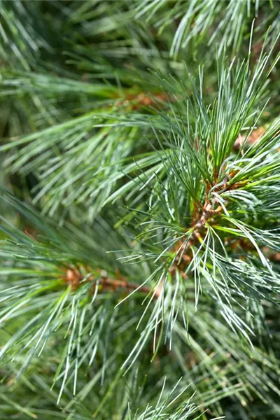 Pinus wallichiana 'Densa Hill'